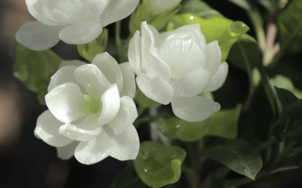 受损发质？经常用发膜对头发好吗？冰球突破怎么修复头发干枯毛躁烫染(图3)